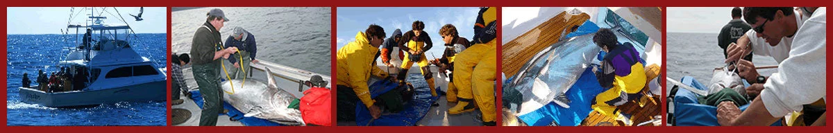 Marine Animals Tracking: Tuna Tagging 5-image photo collage strip